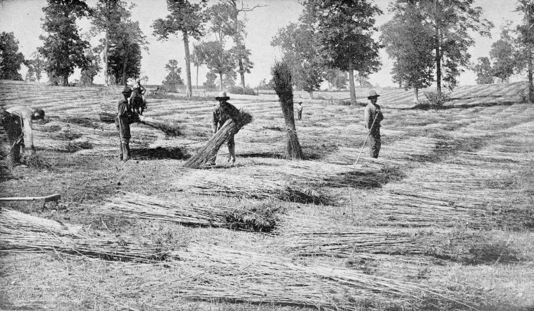 The Old Story of a New Industry Part 2: The Rise and the Fall of Hemp